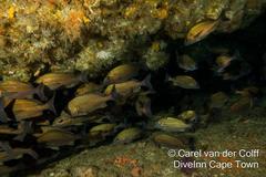 Pomadasys striatus