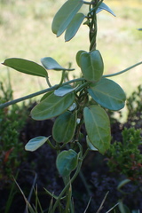 Cynanchum obtusifolium