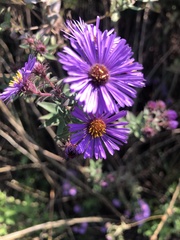 Symphyotrichum novae-angliae