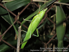Euconocephalus varius