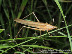 Euconocephalus varius