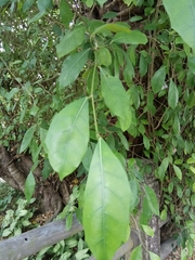 Ficus tinctoria