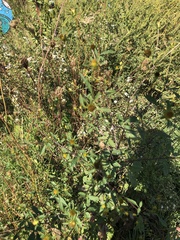 Symphyotrichum novae-angliae