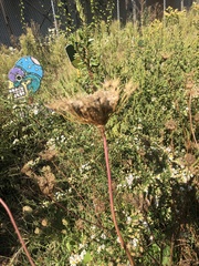 Symphyotrichum novae-angliae