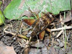 Teleogryllus emma