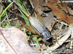 Teleogryllus emma