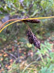 Carex atrata