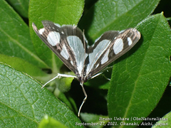 Glyphodes quadrimaculalis