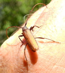 Xystrocera erosa