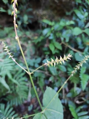 Achyranthes bidentata