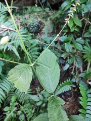 Achyranthes bidentata