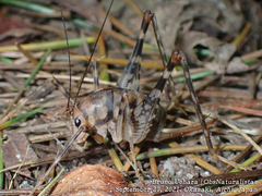 Tachycines asynamorus