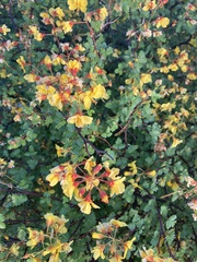 Erythrostemon placidus