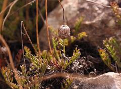 Ursinia dentata
