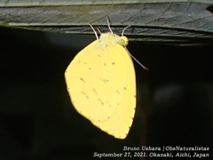 Eurema mandarina