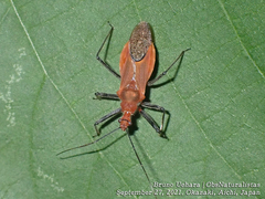 Cutocoris russatus