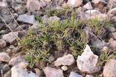 Ursinia dentata