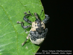 Sternuchopsis trifida