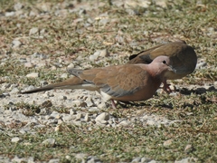 Streptopelia senegalensis