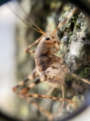 Tachycines asynamorus