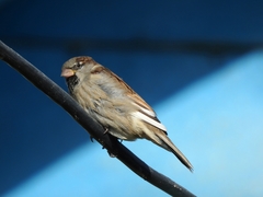 Passer domesticus