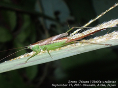 Conocephalus exemptus