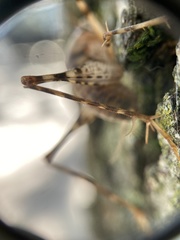 Tachycines asynamorus