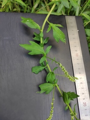 Artemisia lactiflora