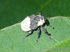 Sternuchopsis trifida