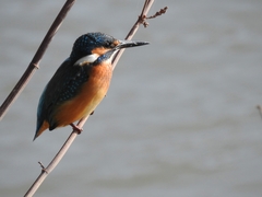 Alcedo atthis