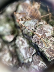 Tachycines asynamorus