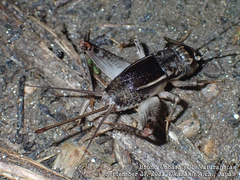 Velarifictorus micado