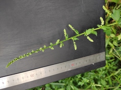 Artemisia lactiflora