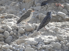 Sturnus vulgaris