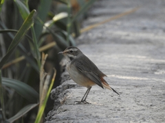Luscinia svecica