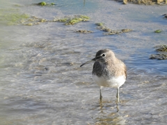 Tringa ochropus
