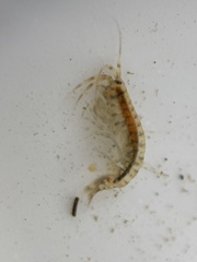 Gammarus daiberi
