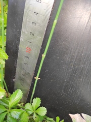 Equisetum ramosissimum