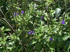 Stachytarpheta urticifolia