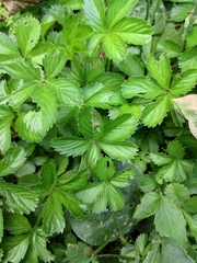 Potentilla kleiniana