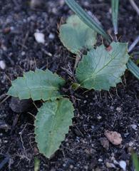 Alepidea delicatula