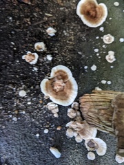 Stereum sanguinolentum