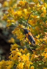 Crossidius coralinus