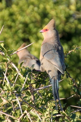 Urocolius indicus indicus