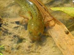 Triturus carnifex