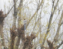 Urocissa flavirostris