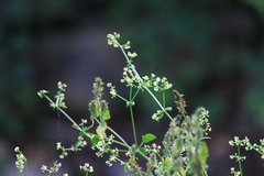 Rubia cordifolia