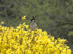 Pycnonotus leucogenys