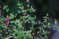 Rubia cordifolia