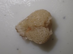 Brattegardia nanseni